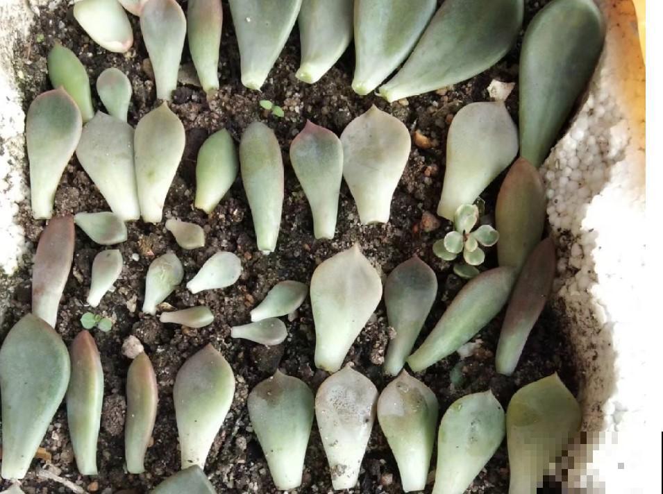 多肉植物叶插用什么土？学一招，多肉长成胖小子！