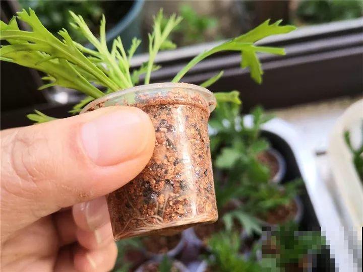 她家的花多到被女儿吐槽，满院子都是，人都没法下脚！