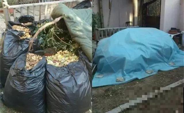 院子里养花，一盆水浇下去，一冬天都冻不死！