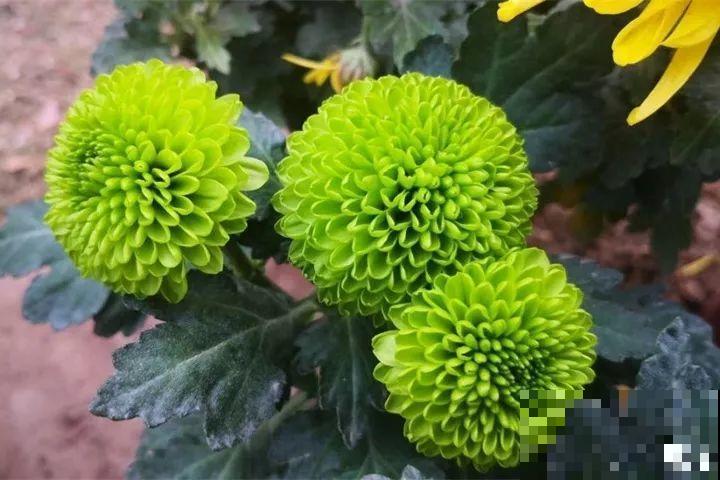 月季花上长多肉？头一回见，邻居天天跑来看！