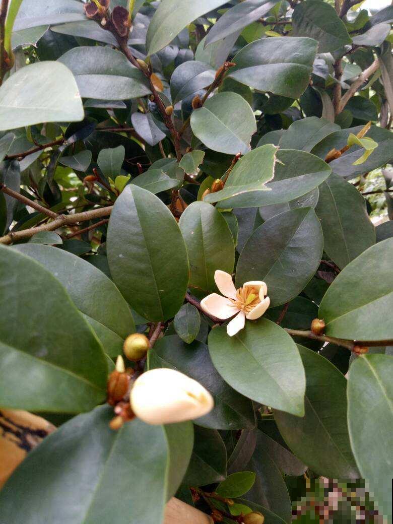 花冬天养好了，春天能开一大片，闻着像香蕉！