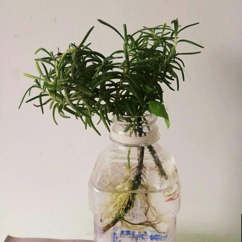 这花太香了，可以当香料，邻居见了也想养！