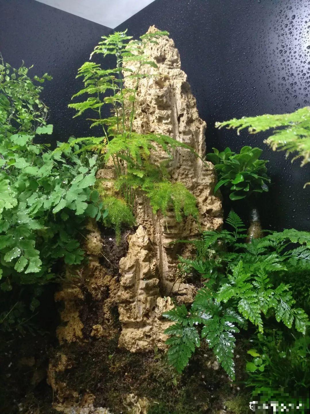 养不活的花丢鱼缸里，沾水立马就疯长，大冬天呼呼长不停！