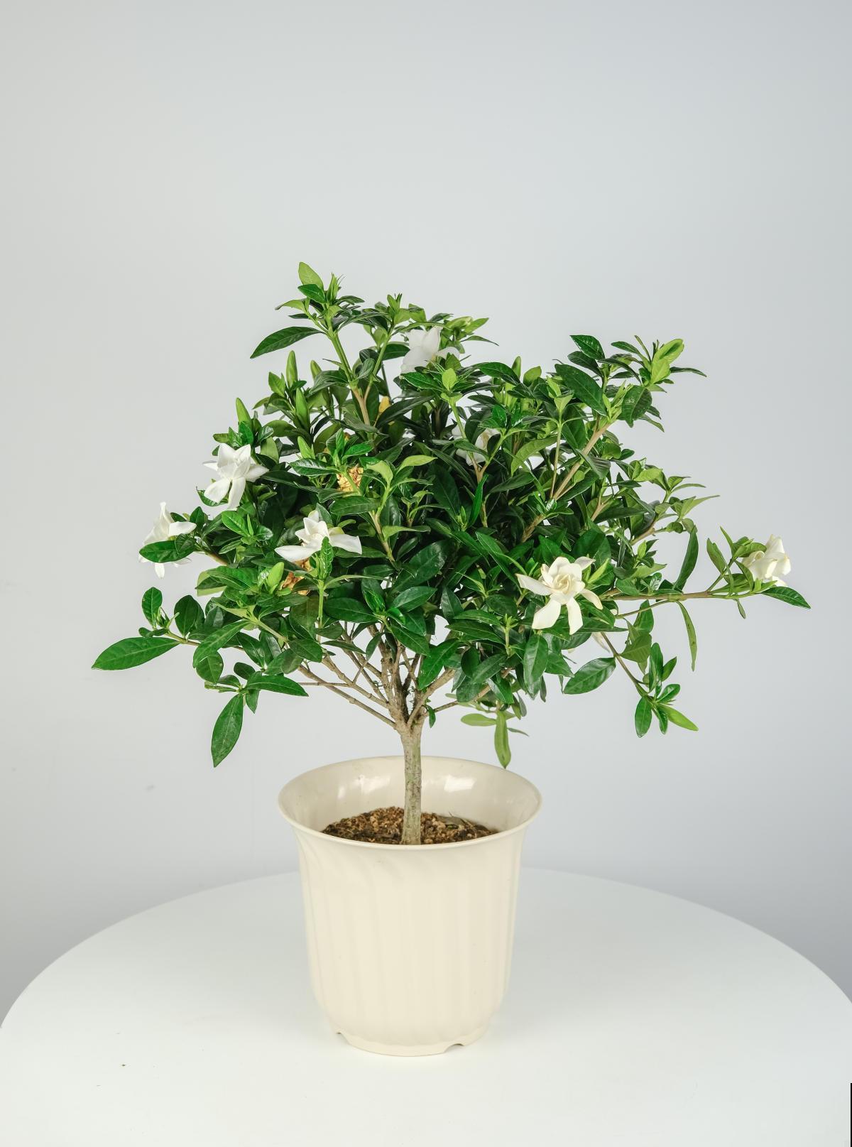 现在买这3种花，要把花苞剪掉，否则来年没花看