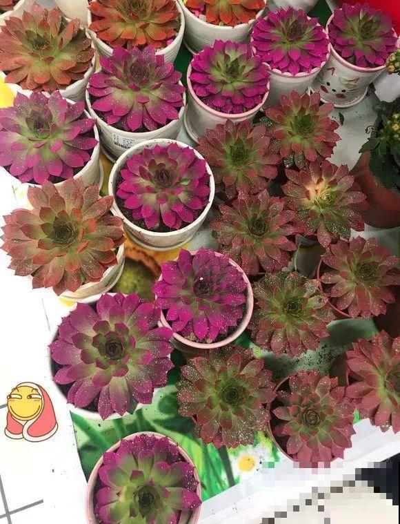 看见这花可别买，忍住，小心被忽悠，花钱买气受！