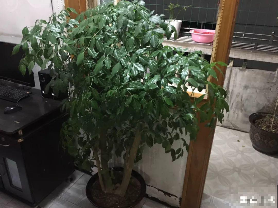 高价买的守家树，穷养才能长得旺，一盆能活20年！