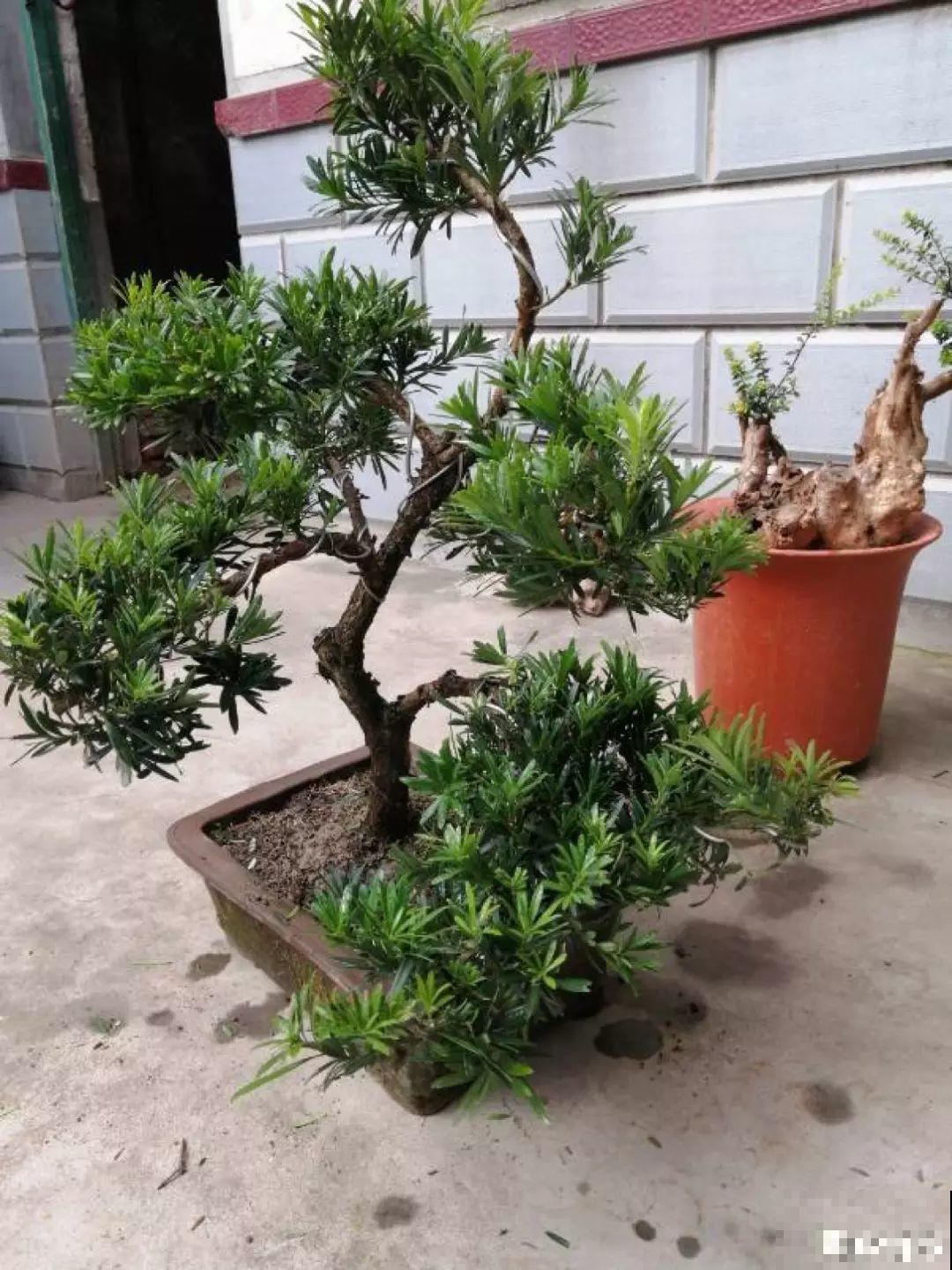 4种不同风格的花，谁见了都爱养，各有各的气质！