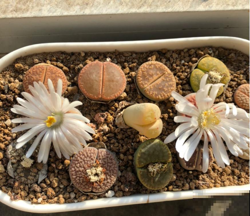 这6种花不能长太高，一长高就剪，越矮越值钱！