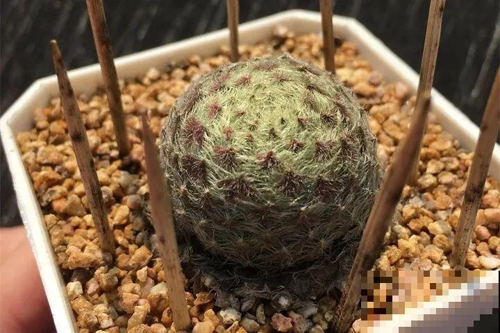 不怕冷的4种多肉，冬天越冻越好看，半年就能占满屋！