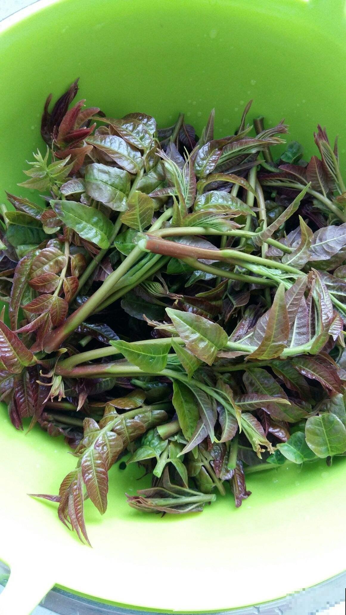 农村这种菜，只在春天有，别的季节都是假的，注意好了！