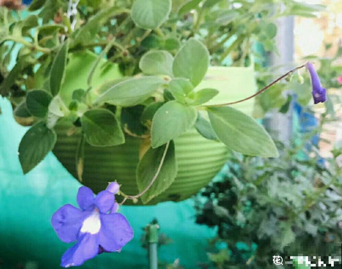 这花全年都在开，满盆开出“海豚花”，新手也能养爆盆