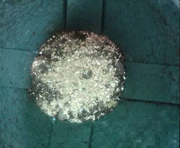 浇花的水里加点这种料，壮花还杀虫，太管用了！
