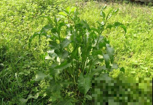 这种野生菠菜长得到处是，原来还有这大作用，再也不当杂草拔掉了