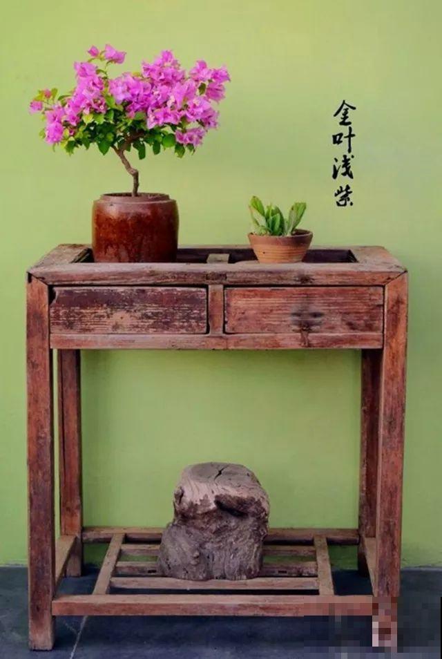 养了5年的三角梅，一长高就砍，终于变成精品老桩！