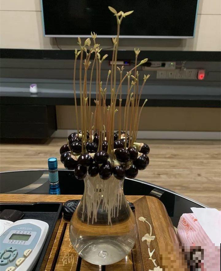 5块钱的水果埋土里，半年养成守家树，邻居都想花钱买！