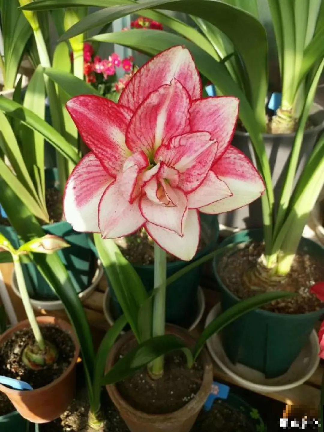 12个星座的守护花，新年养花，就养盆适合自己的！