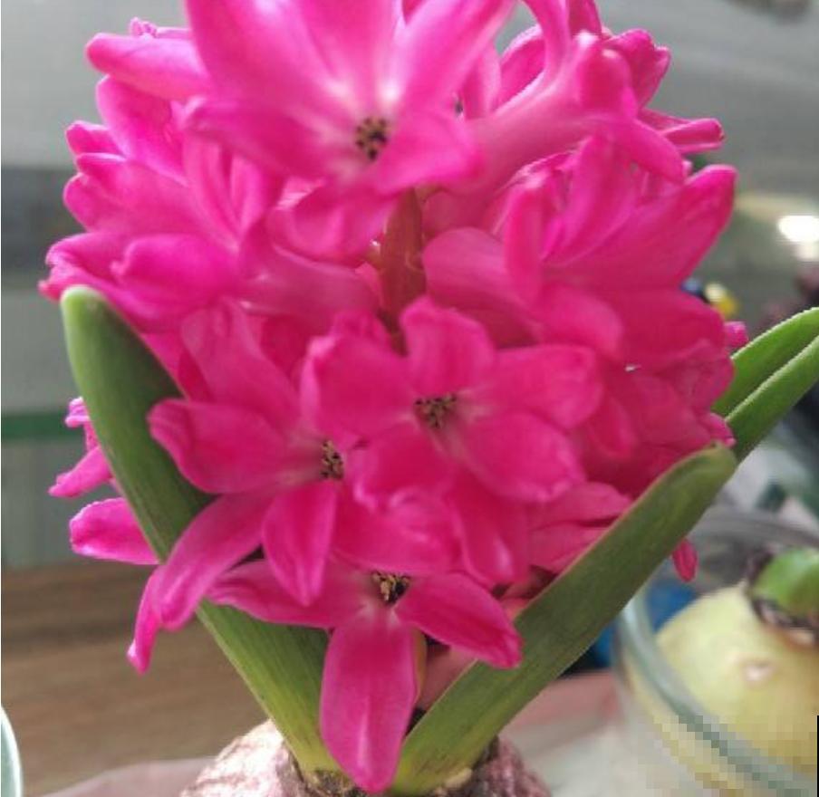 这两种花就爱夹箭，教你一招，治的它乖乖自己长出来！