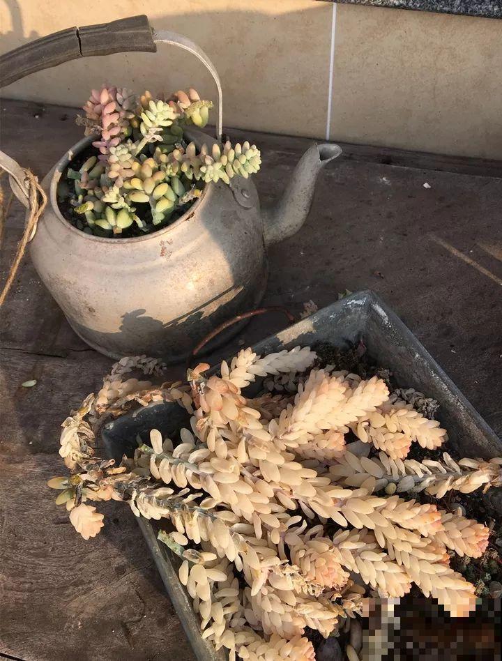 这花3年都没换盆，稍微搬一下，撒的满地都是！
