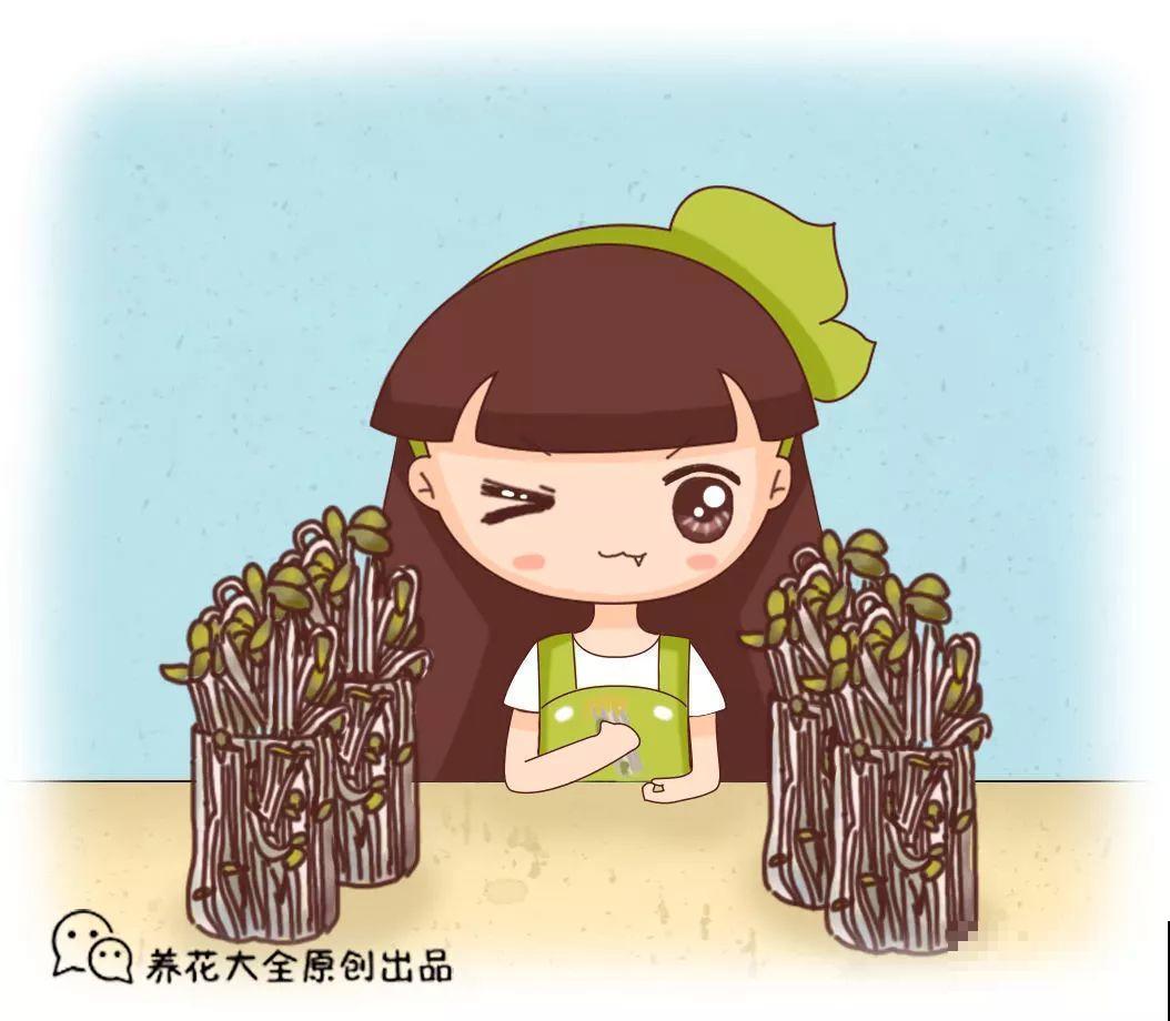 15块的黄金菜，自己在家就能种，成本只要1块钱！