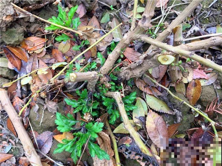冬天修剪分“轻重”，有的花剪狠了，小心再也不开花！