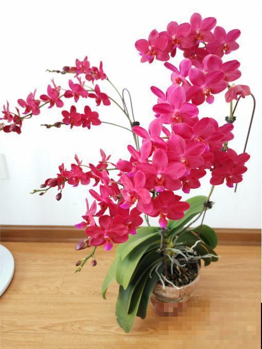 公认的开花机器，一年能开8个月，光不好也能养！