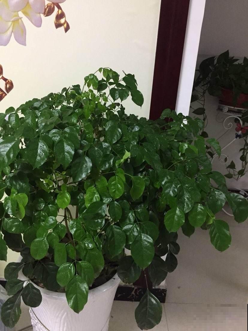 3种招财树，家里养一盆，财运滚滚来，1盆能顶10盆