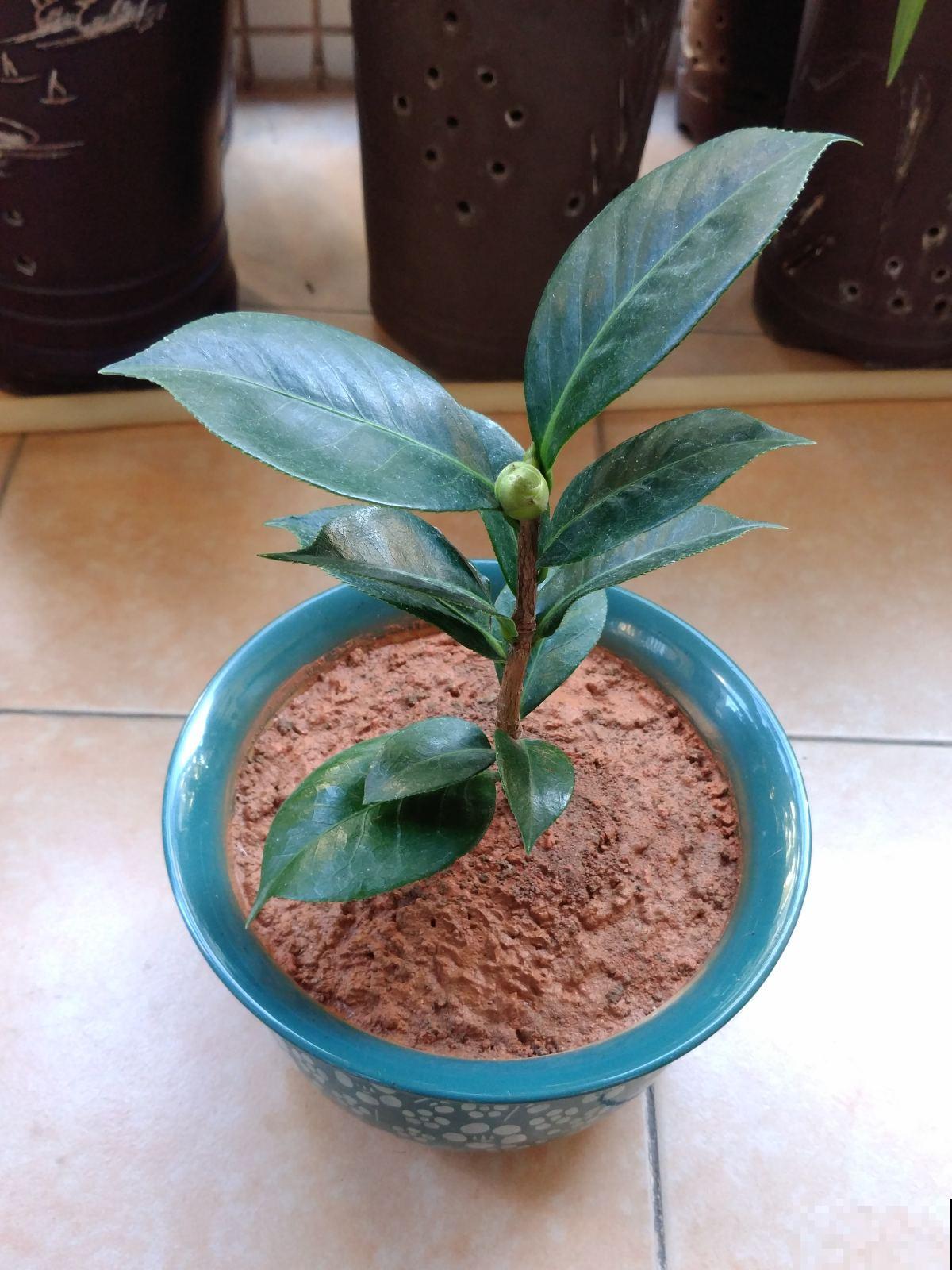 土里掺点它，土壤变微酸，花儿蹭蹭长不停