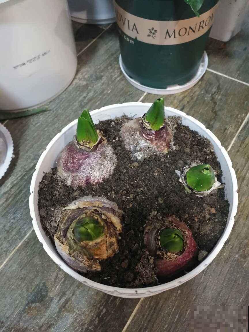 原来风信子有这么多品种，混搭美成油画，别只会养紫色的了