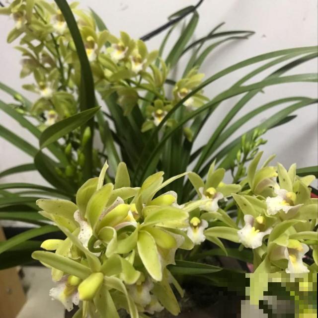 你家大花蕙兰迟迟不开花，就是这几件事没做好，赶紧学学吧！