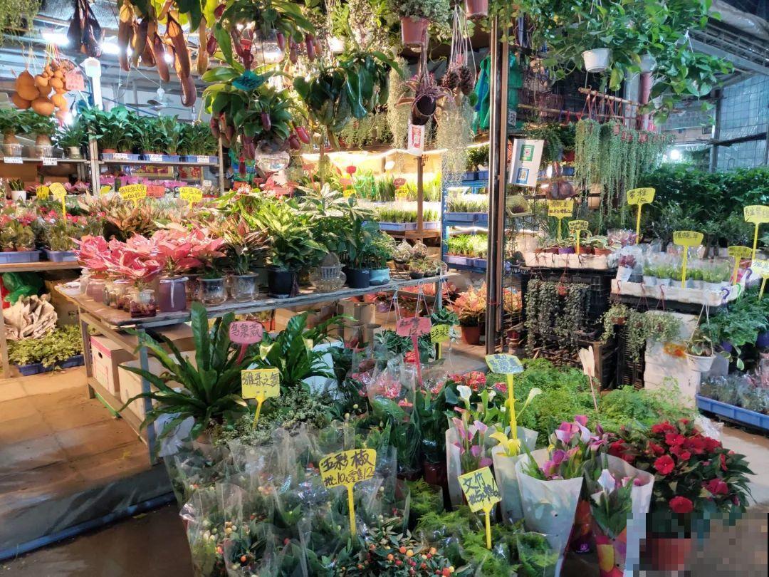 12月逛花市，这花好看又好养，遇到赶紧抱回家！