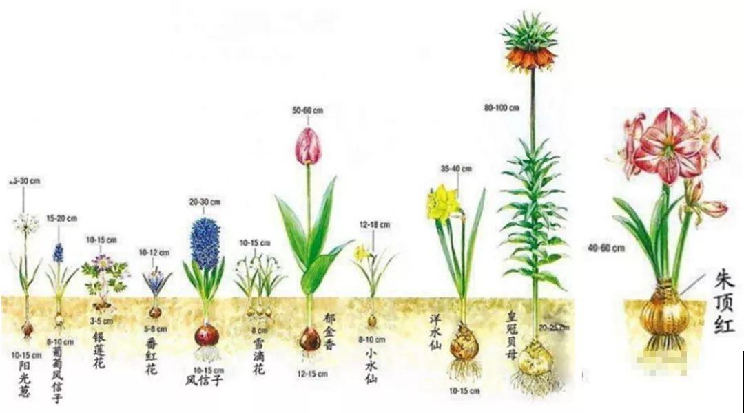 冬天养个大肚子花，不怕冷爱开花，放客厅最有气质！
