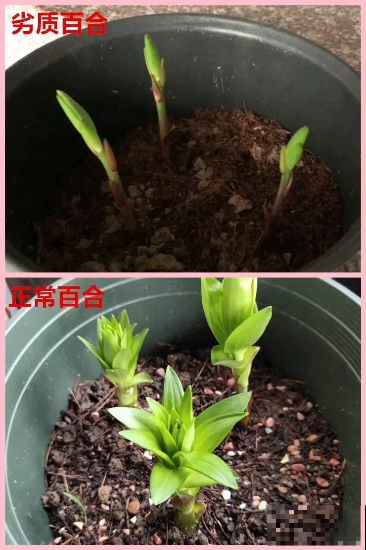 别让这花长太高，小心变成“韭菜”，再也不开花！
