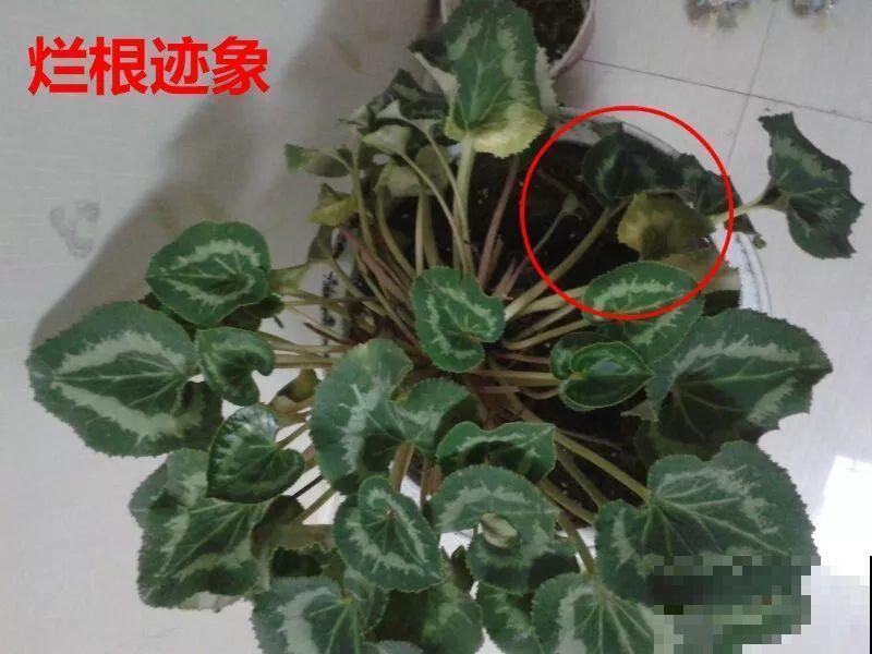 这8种花冬天别饿着，勤浇水多施肥，开花越来越多！