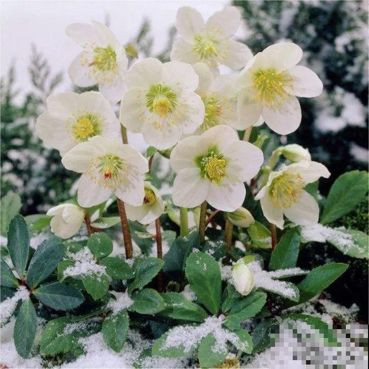 大雪天，只有这花还在继续开，真不是一般的抗冻！
