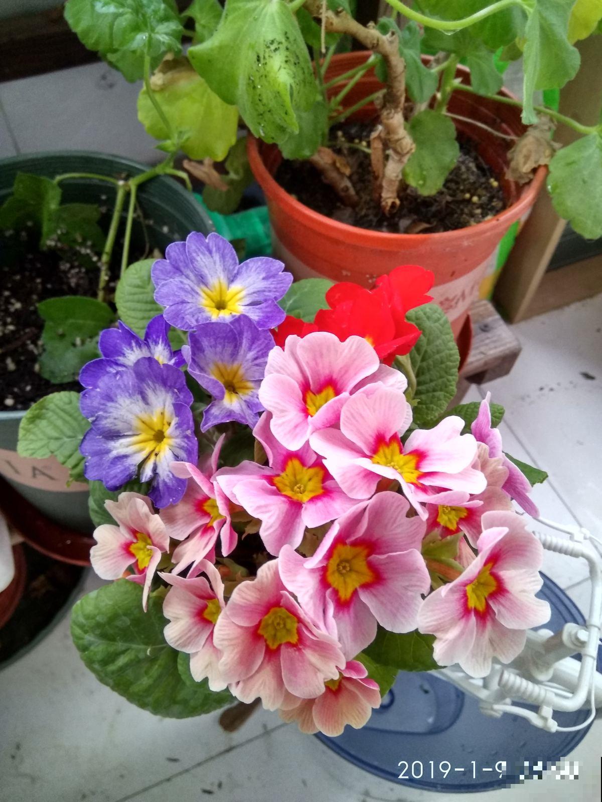 报春花种过吗，现在养正是时候，能一直开到明年春！