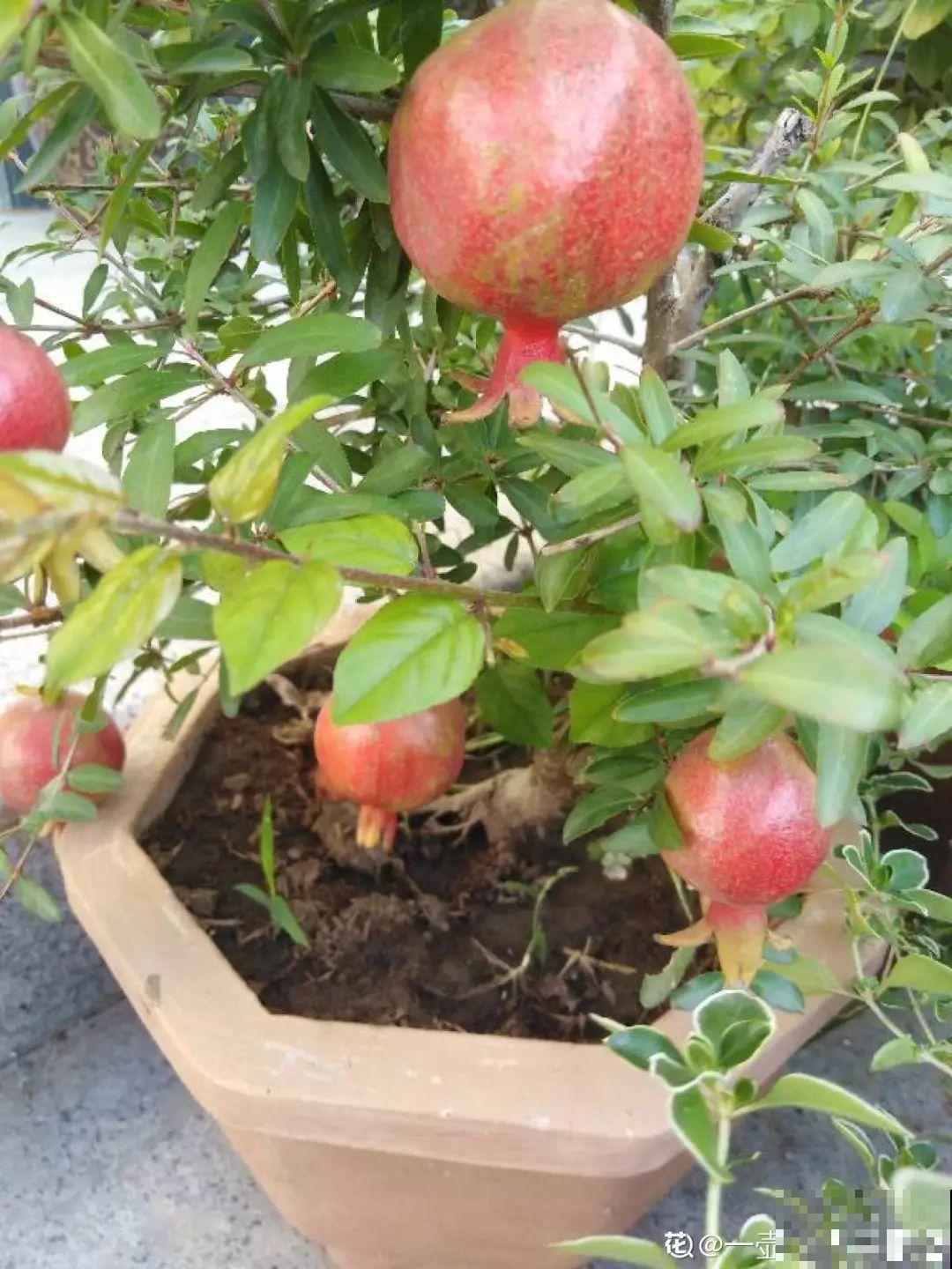 这5种花就适合冬天养，满盆都是金果子，好吃又好看！