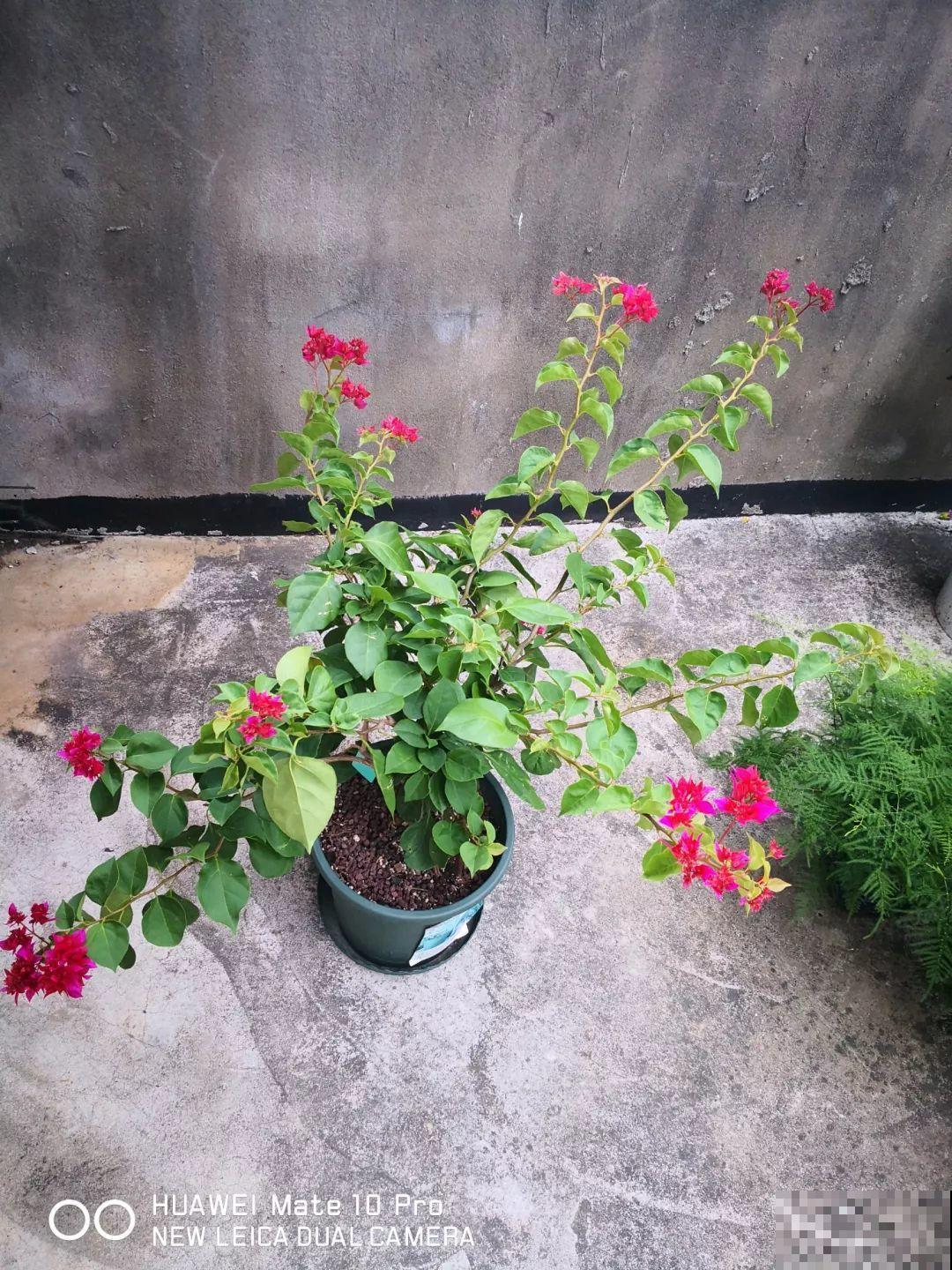 这6种花开败了？抓紧剪两刀，还能再开两三茬！