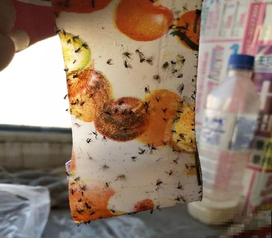 土里浇点它，专治小黑飞，虫子不招叶子绿油油！