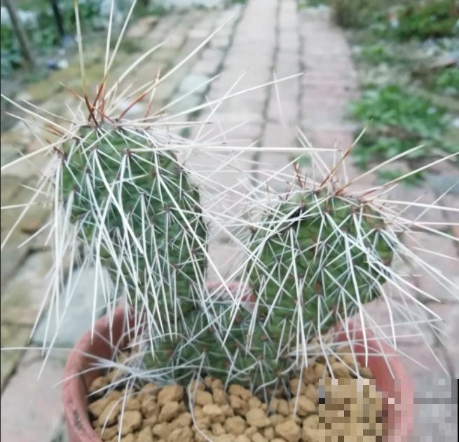 老家一棵仙人掌，长得比2层楼还高，开花满树金黄！