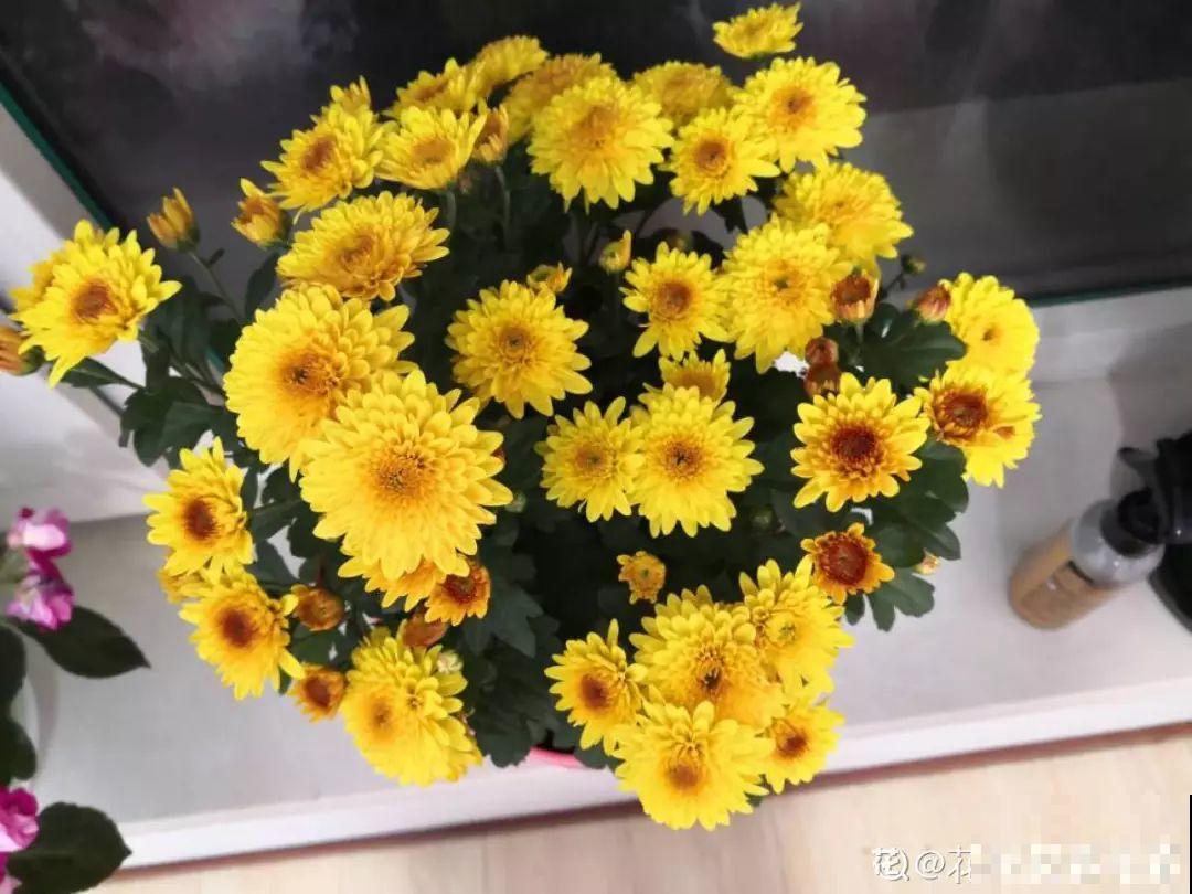 最适合冬天养的4种花，杀菌去异味，养一盆顶个空气净化器！