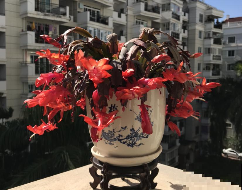 自制大补肥，蟹爪兰每月来一勺，开花多得不见叶！