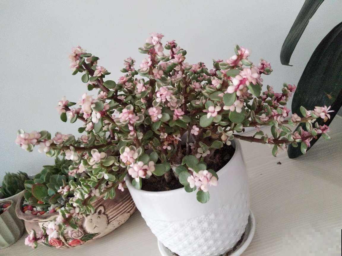养这花要注意，冬天少浇水，叶子肉嘟嘟很健硕！