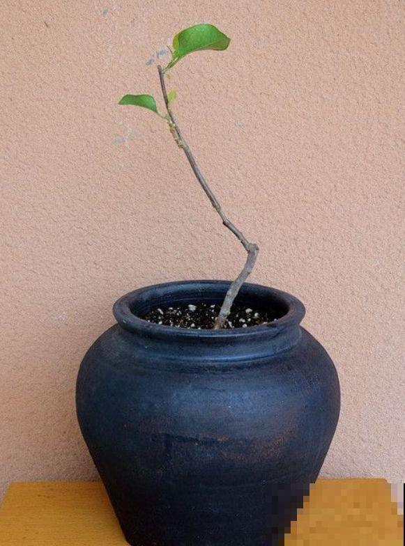 养了5年的三角梅，一长高就砍，终于变成精品老桩！