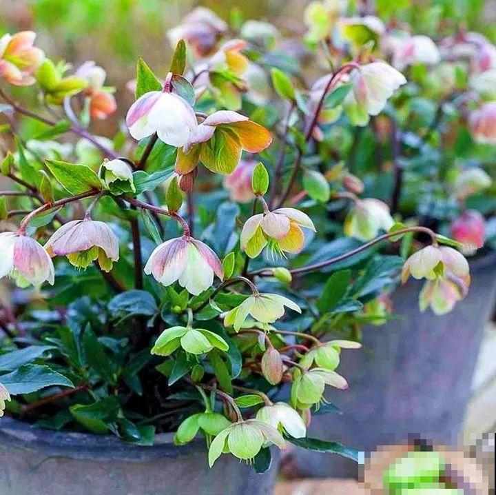 20种花再冷也不怕，过年正好开花，现在养还来得及！