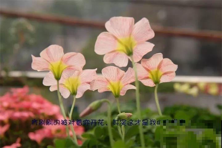 这4种花要开了，尽量别挪地儿，不然花苞哗哗掉！