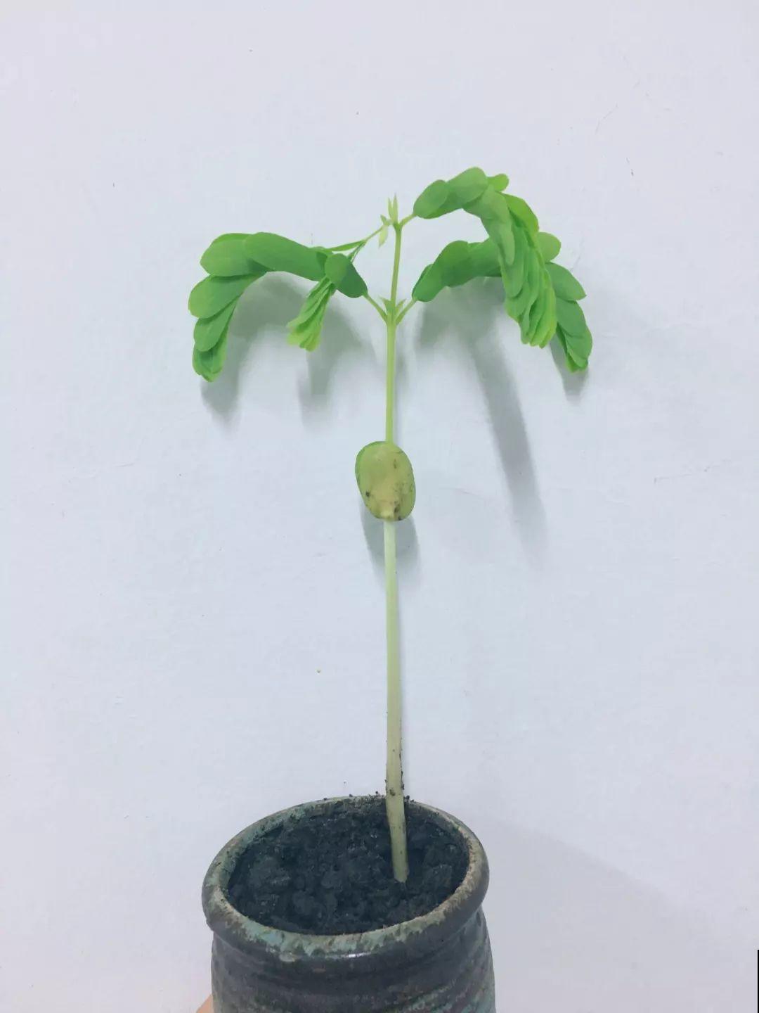 路边碰见这3种果子，捡一把带回家，丢盆里长成发财树！