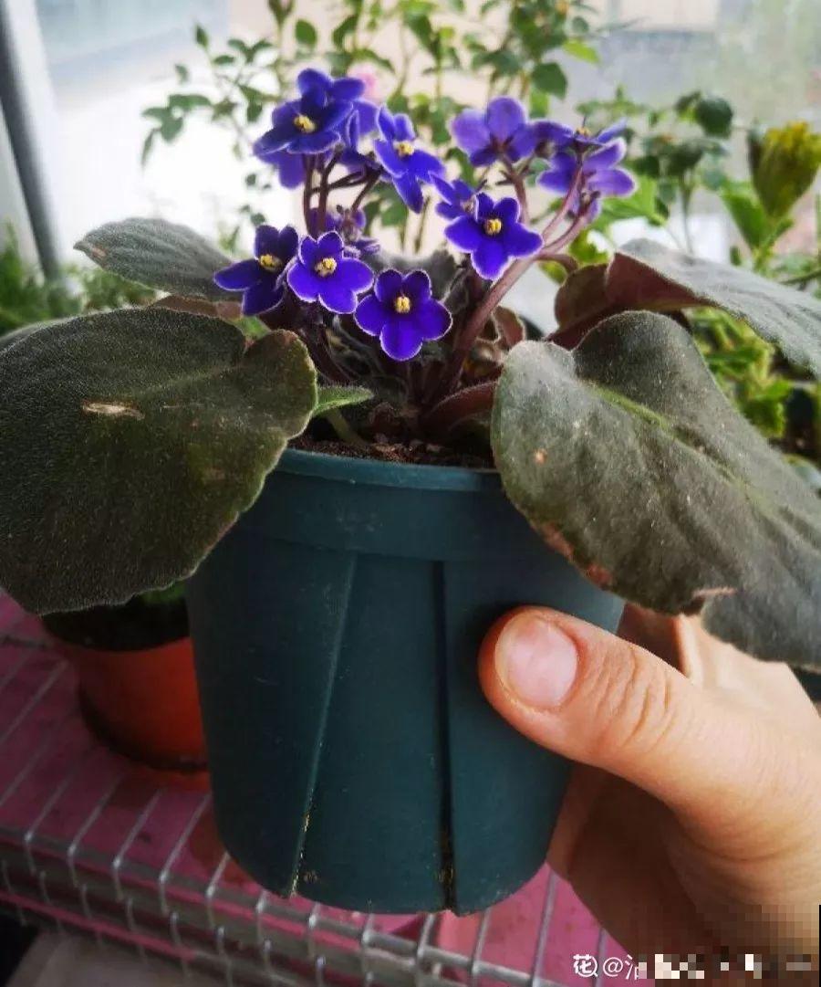 这7种花能开小半年，一茬接一茬，也不嫌累的慌！