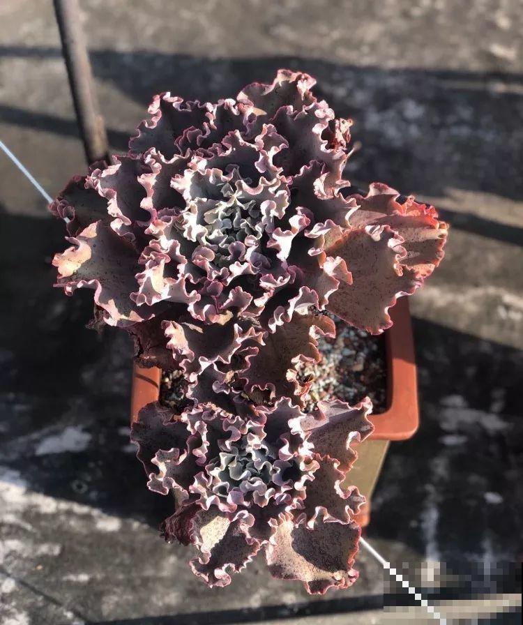 强迫症养多肉，必须摆的整整齐齐，一颗也不能乱！