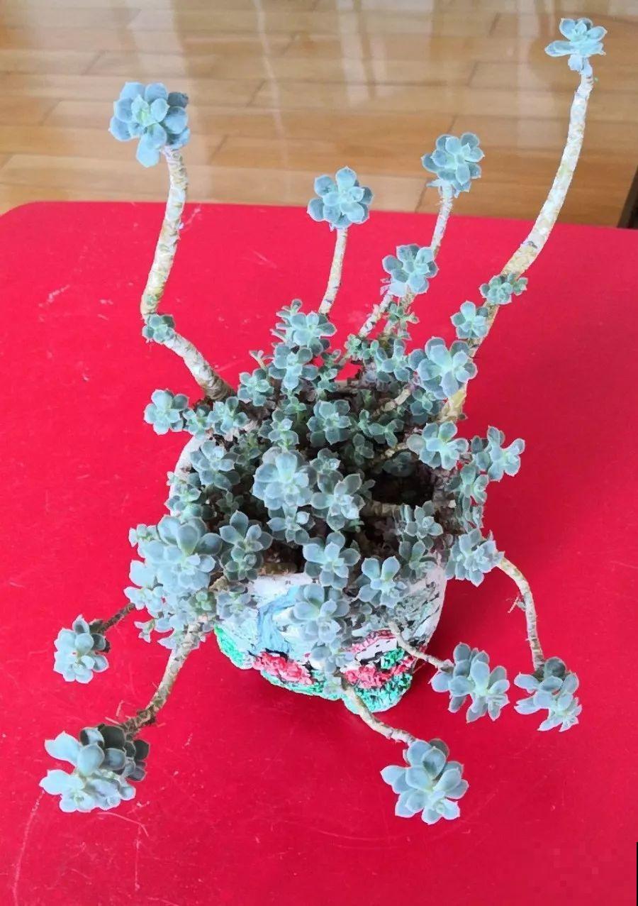 3个方法，教你多肉快速变老桩，新手也可以！