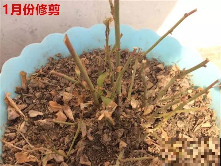 冬天修剪分“轻重”，有的花剪狠了，小心再也不开花！